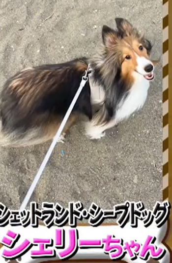 森本慎太郎　愛犬