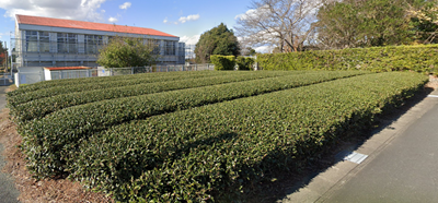 猫の頭部　袋井市立笠原小学校